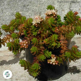 Villadia sp / 40 seeds